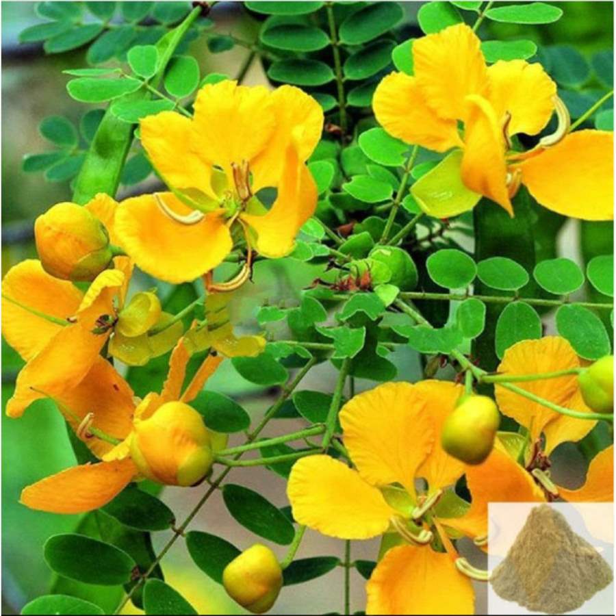 MSK Traders - Nature Herbal Aavaram poo Powder / Tanner Powder