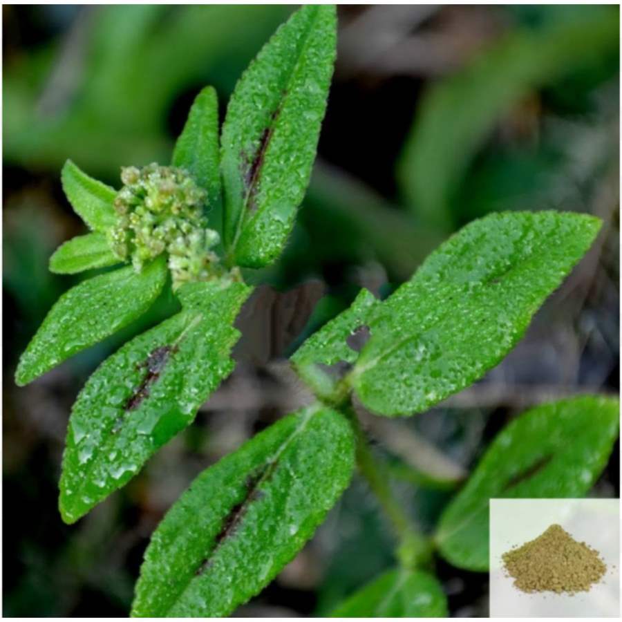 MSK Traders - Nature Herbal Amman Pacharisi / Snake Weed Powder