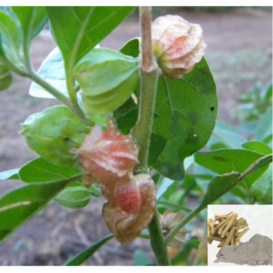 MSK Traders - Nature Herbal Amukura / Winter Cherry / Indian Ginseng Powder