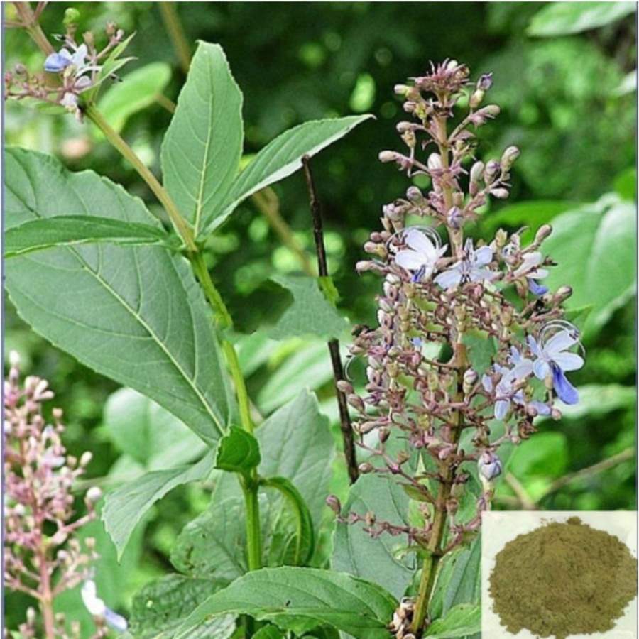 MSK Traders - Nature Herbal Angaravalli,Cheruteku / Turk Powder