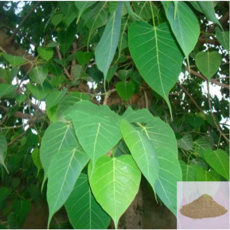 MSK Traders - Nature Herbal Arasa ilai / Peepal Tree / Sacred Fig Leaf Powder