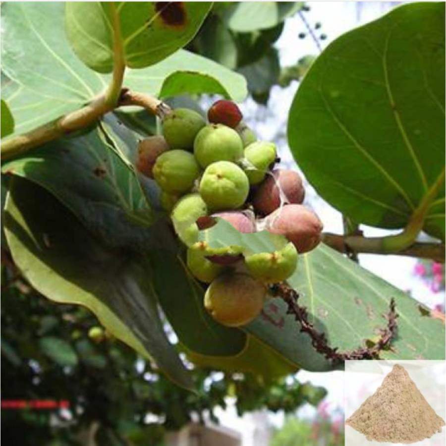 MSK Traders - Nature Herbal Arasa vithai / Sacred Fig Seed Powder