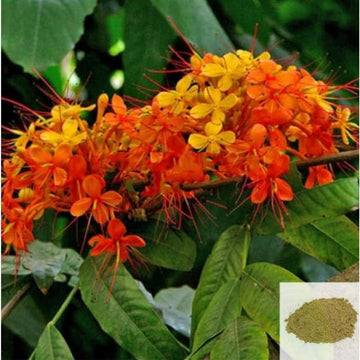 MSK Traders - Nature Herbal Asokam / Ashoka Bark Powder