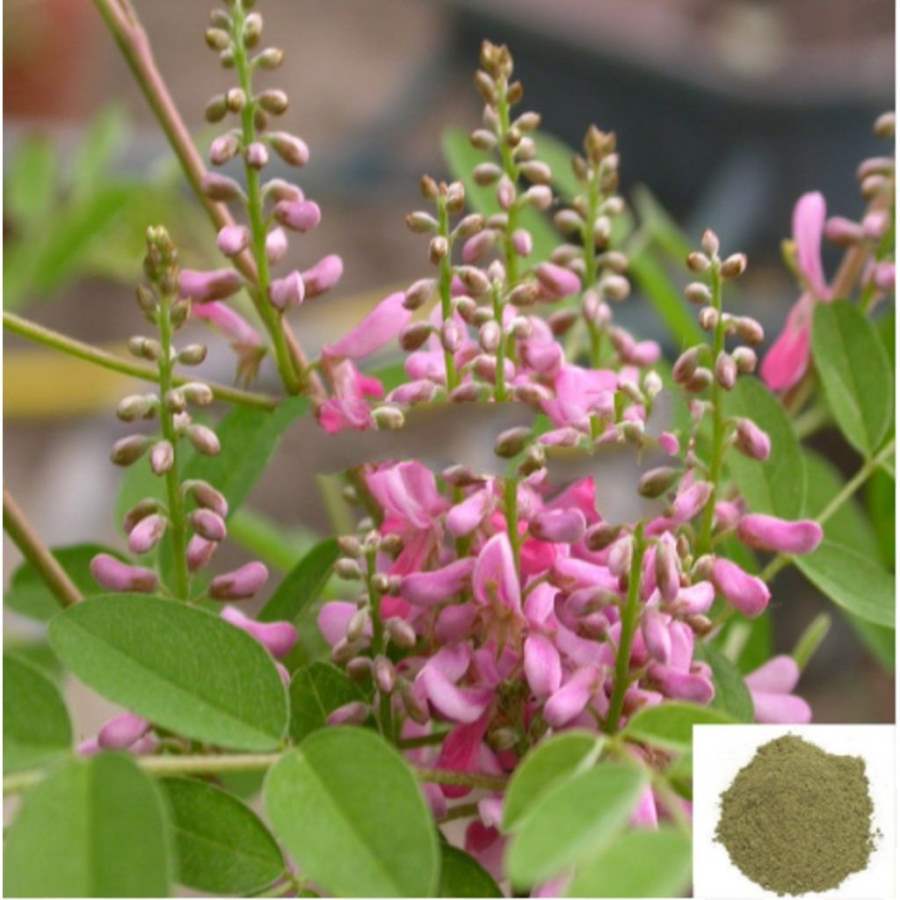 MSK Traders - Nature Herbal Avuri illai / Indian Indigo Powder