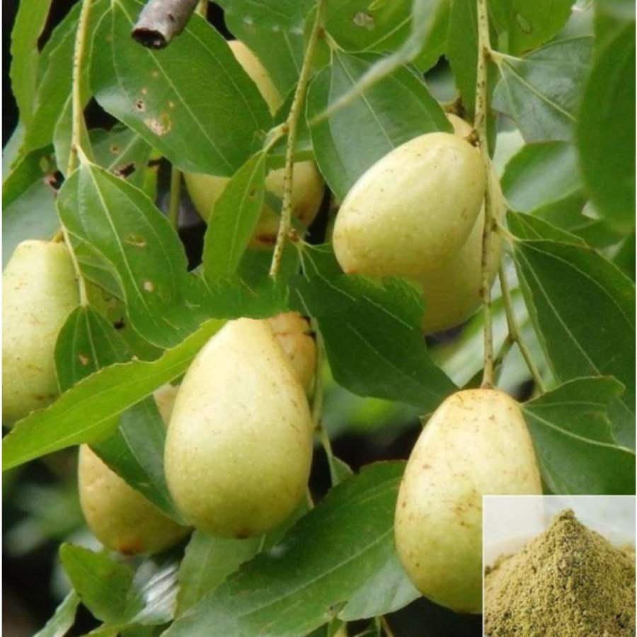 MSK Traders - Nature Herbal Kadukkai Pinju / Ink Nut, Chebulie Powder