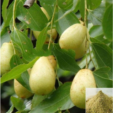 MSK Traders - Nature Herbal Kadukkai Pinju / Ink Nut, Chebulie Powder