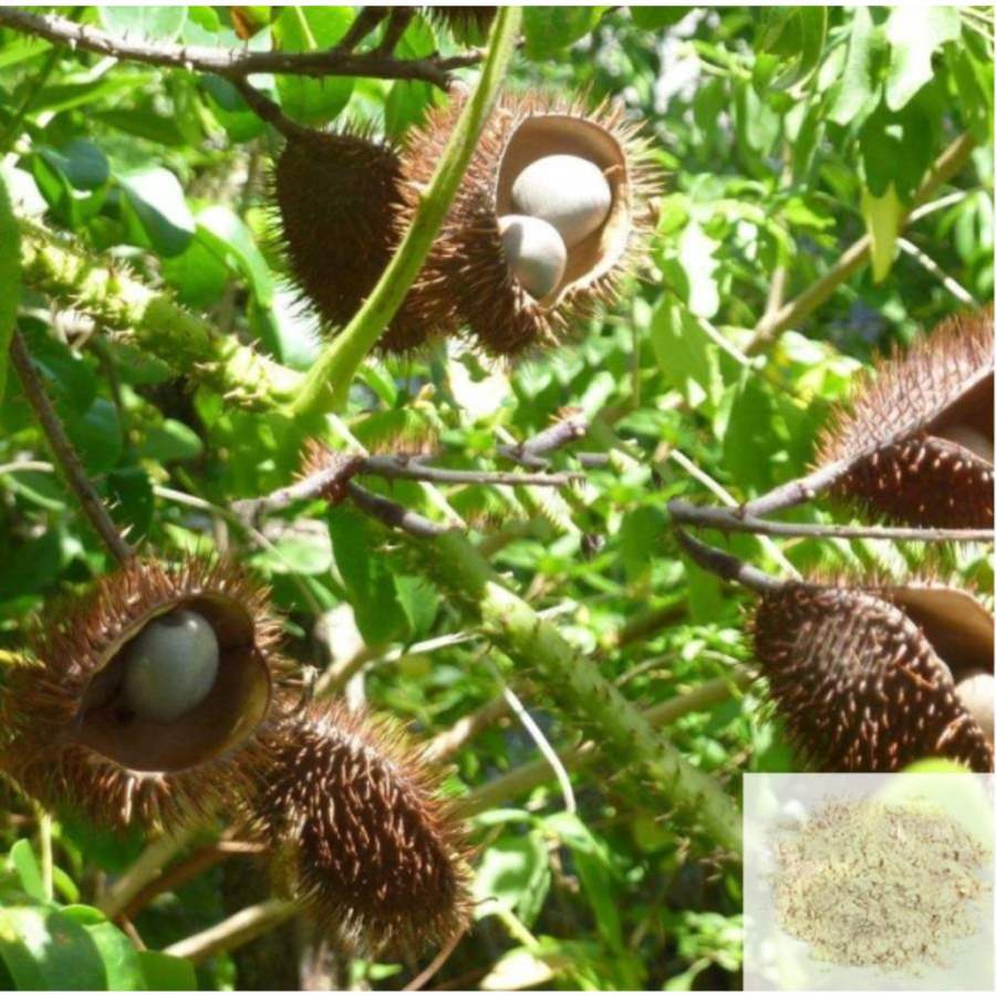 MSK Traders - Nature Herbal Kalarchi Kaai / Bonduc Nut, Fever Nut, Nicker Nut Powder
