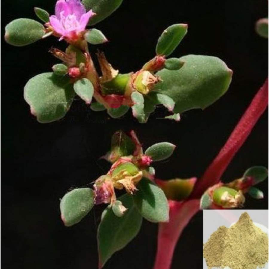 MSK Traders - Nature Herbal Sakthi Saranai / Horse Purslanes Powder