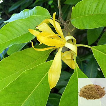 MSK Traders - Nature Herbal Senbaga Poo / Champak flower Powder