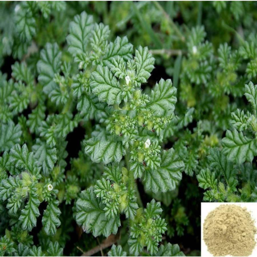 MSK Traders - Nature Herbal Seruppadai, Siru Seruppadai / Coldenia Procumbens Powder