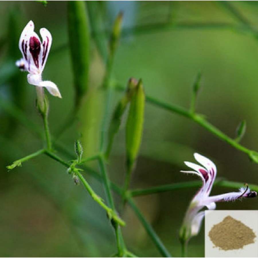 MSK Traders - Nature Herbal Siriyanangai / kariyat Powder