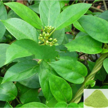MSK Traders - Nature Herbal Sirukurinjan / Cowplant Powder