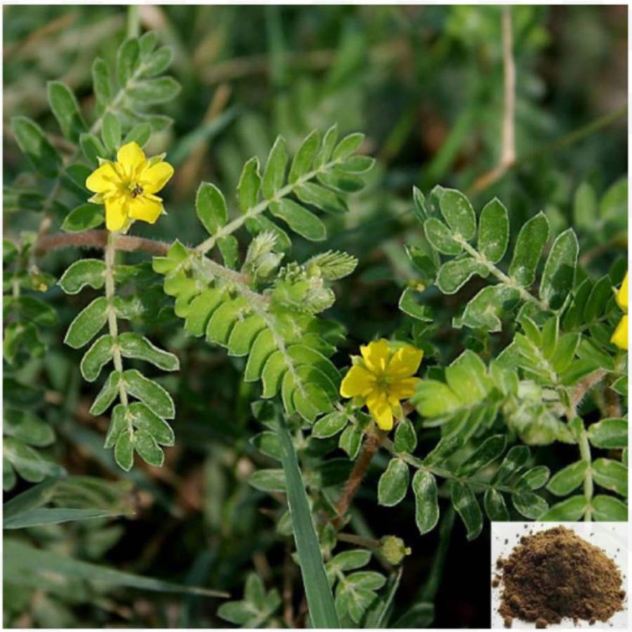 MSK Traders - Nature Herbal Sirunerinjimul / Puncture Vine Powder