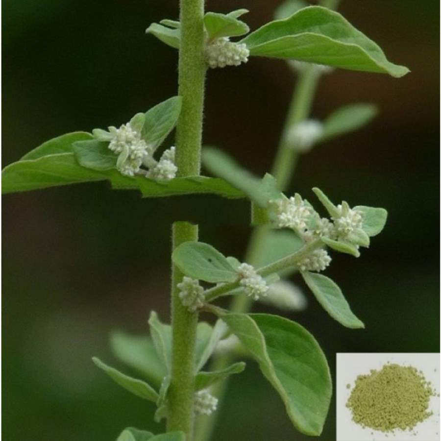 MSK Traders - Nature Herbal Sirupeelai / Sirukan Peelai / Mountain Knot Grass Powder