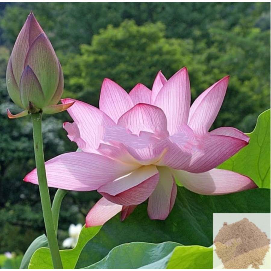 MSK Traders - Nature Herbal Thamarai / Indian Lotus Powder