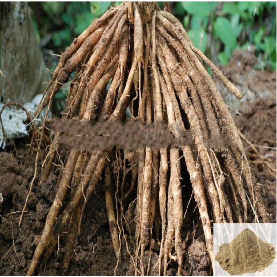 MSK Traders - Nature Herbal Thaneer Vittan Kilangu / Shatavari / Satavar Powder