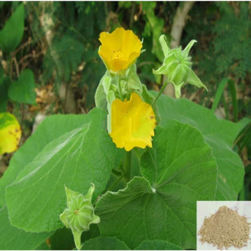 MSK Traders - Nature Herbal Thuthi / Indian Mallow Powder