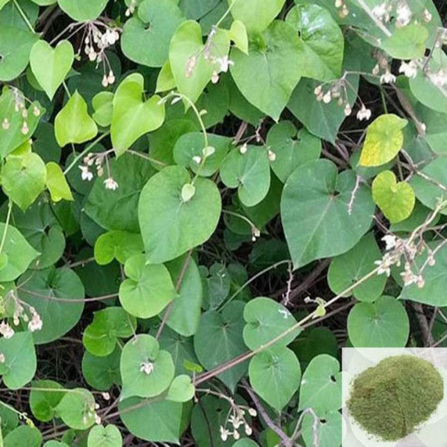 MSK Traders - Nature Herbal Veliparuthi / Uthamani / Trellis - Vine Powder