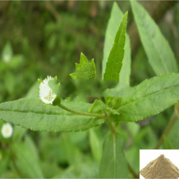 MSK Traders - Nature Herbal Vellai Karisalanganni / False Daicy Powder White