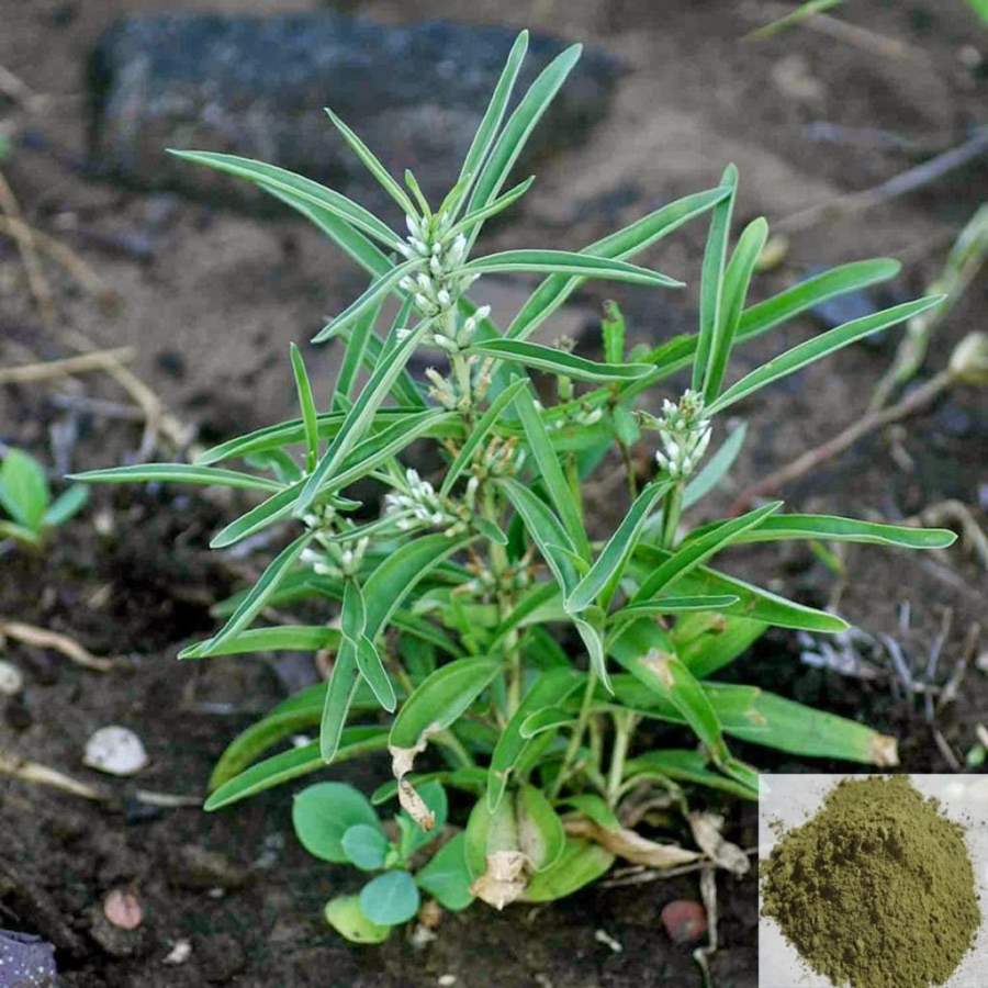 MSK Traders - Nature Herbal Vellarugu / Swallow Wort Powder
