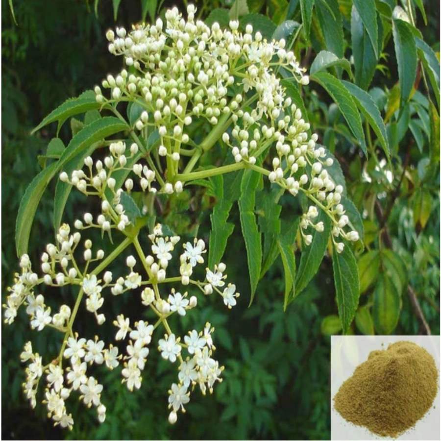 MSK Traders - Nature Herbal Veppam poo / Neem Flower Powder