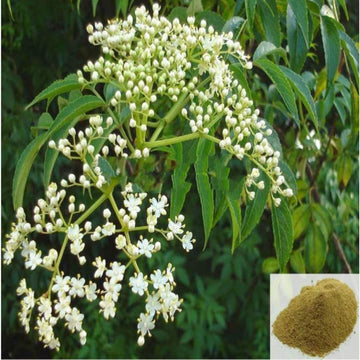 MSK Traders - Nature Herbal Veppam poo / Neem Flower Powder