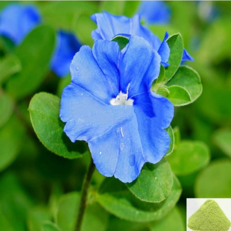 MSK Traders - Nature Herbal Vishnu Kiranthi / Slender Dwarf Morning Glory Powder