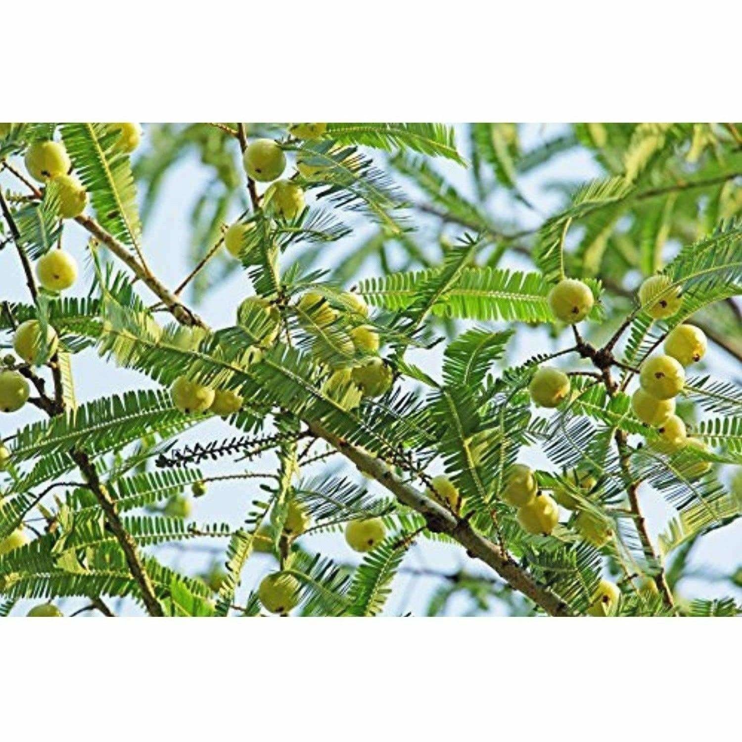 Mesmara Herbal Amla Powder 125 g